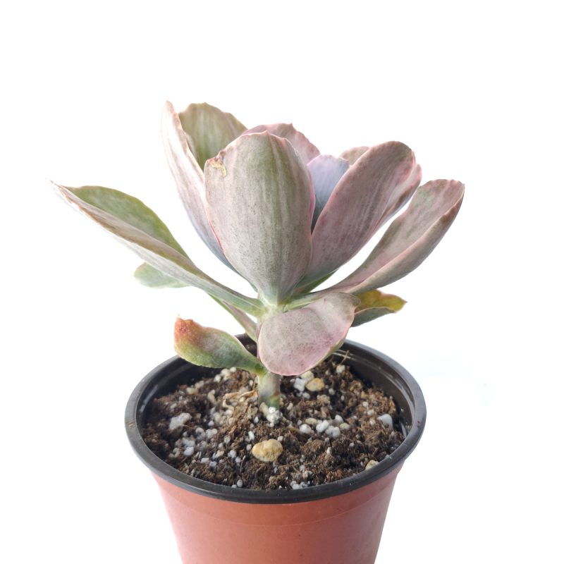 Echeveria Decora Variegated 4 inch only 3