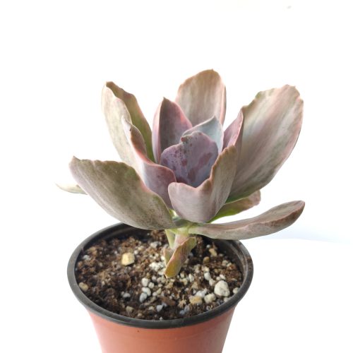 Echeveria Decora Variegated 4 inch only 4