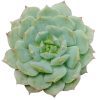 Echeveria Dondo for sale, Succulents shop near me, Succulents, succulent care tips, succulent subscription, succulents garden, succulent care guide, succulents store in CA, cactus, Echeveria Dondo  in California, How to grow Echeveria Dondo, How to care echeveria succulents for thanksgiving, Easter echeveria gift, echeveria, echeveria succulent, echeveria types, succulent echeveria, buy succulents online, succulent shop, succulent store, echeveria plant,  indoor succulents