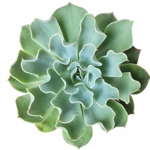 Echeveria Gray Curly 5 grande 1