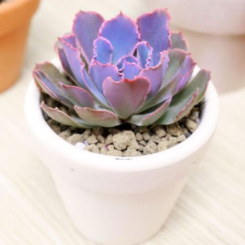 Echeveria Neon Breaker