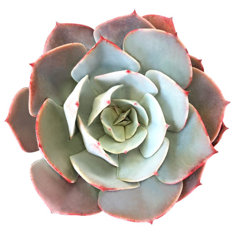 Echeveria White Rose for sale, cactus, succulents garden, monthly succulents, succulent care, how to grow succulents, succulent plant, Rare succulents, indoor succulents, Echeveria White Rose  in California, How to grow Echeveria White Rose, Thanksgiving succulents gift, Easter succulents idea, Growing succulents for thanksgiving, echeveria, echeveria succulent, echeveria types, succulent echeveria, buy succulents online, succulent shop, succulent store, echeveria plant,  indoor succulents