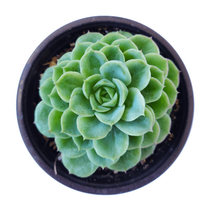 Echeveria Lime and Chili 5