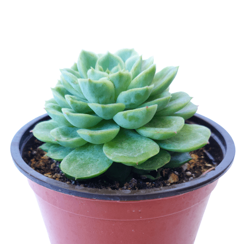 Echeveria Lime and Chili 1