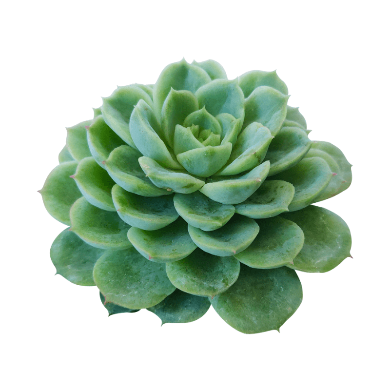 Echeveria Lime and Chili Succulent, Echeveria Lime n Chile Plant, Lime Green Rosettes, Buy Succulents Online, Shop Succulents in California, Lime Green Echeveria Succulent Plant, Rosettes Succulent, Thanksgiving succulents gift, Easter succulents idea, Growing succulents for thanksgiving, echeveria, echeveria succulent, echeveria types, succulent echeveria, buy succulents online, succulent shop, succulent store, echeveria plant,  indoor succulents