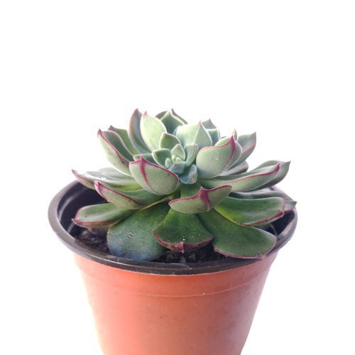 Echeveria ciliata x nodulosa 4 inch only 1