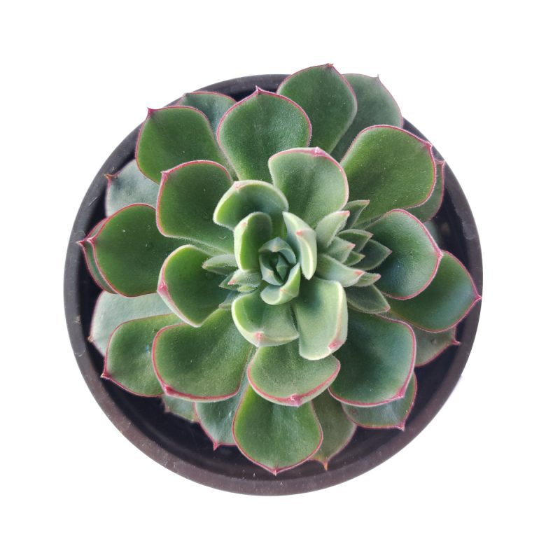 Echeveria Ciliata x Nodulosa, Echeveria Ciliata x Nodulosa hybrid succulent plant, Echeveria Ciliata x Nodulosa Care Guide, How to grow Echeveria Ciliata x Nodulosa, How to care Echeveria Ciliata x Nodulosa succulent, green rosetted succulent, succulents, succulents subscription, succulents gift for female, succulent decoration, echeveria, echeveria succulent, echeveria types, succulent echeveria, buy succulents online, succulent shop, succulent store, echeveria plant, indoor succulents