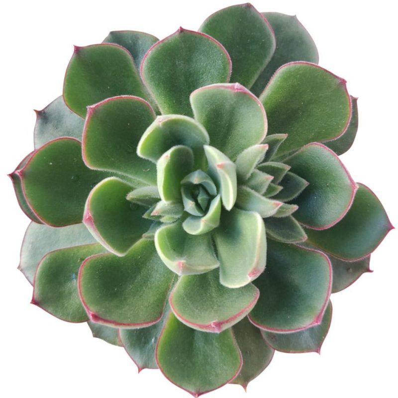 Echeveria Ciliata x Nodulosa, Echeveria Ciliata x Nodulosa hybrid succulent plant, Echeveria Ciliata x Nodulosa Care Guide, How to grow Echeveria Ciliata x Nodulosa, How to care Echeveria Ciliata x Nodulosa succulent, green rosetted succulent, succulents, succulents subscription, succulents gift for female, succulent decoration, echeveria, echeveria succulent, echeveria types, succulent echeveria, buy succulents online, succulent shop, succulent store, echeveria plant, indoor succulents