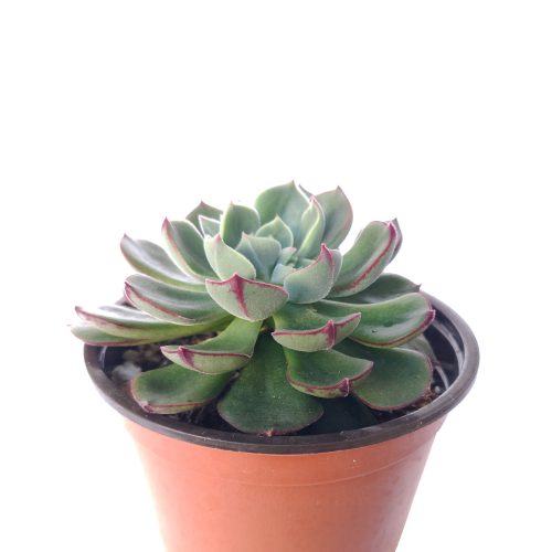 Echeveria ciliata x nodulosa 4 inch only 4