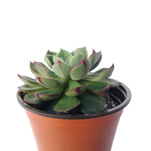 Echeveria ciliata x nodulosa 4 inch only 5