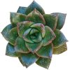 Echeveria Purpusorum for sale, succulent care tips, succulents shop in California, succulent plant, succulent subscription, indoor succulents, Rare succulents, monthly succulents, Succulents, Echeveria Purpusorum  in California, How to grow Echeveria Purpusorum, Echeveria for thanksgiving, How to care echeveria succulents for thanksgiving, echeveria, echeveria succulent, echeveria types, succulent echeveria, buy succulents online, succulent shop, succulent store, echeveria plant,  indoor succulents