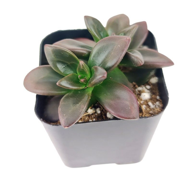 Echeveria Licorice, where to buy Echeveria Licorice, pet-friendly succulents, how to grow Echeveria Licorice, care tips for growing Echeveria Licorice