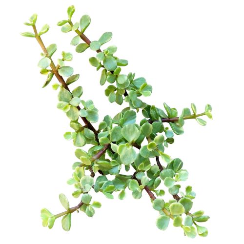 Variegated Elephant Bush, indoor succulents, succulents shop in California, monthly succulents, succulent care guide, succulent care tips, cactus, succulents store in CA, succulent plant, Variegated Elephant Bush in California, How to grow Variegated Elephant Bush, dwarf jade plant, jade plant for sale, lucky plant for sale, money tree for sale