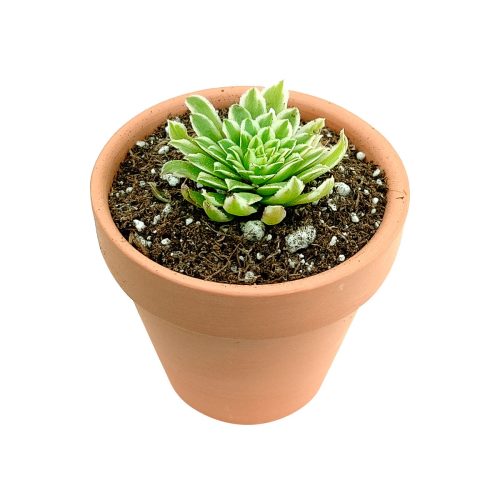 Aeonium Emerald Ice Bright Green Rosette Succulent for sale, How to grow and care for Aeonium Succulent Plant, Aeonium Emerald Ice Propagation, Premium Succulent Gift Box for any occasion, Aeonium Emerald Ice Succulent with care guide, Succulent & Cactus for sale