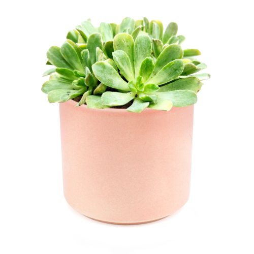 Aeonium Emerald Ice Bright Green Rosette Succulent for sale, How to grow and care for Aeonium Succulent Plant, Aeonium Emerald Ice Propagation, Premium Succulent Gift Box for any occasion, Aeonium Emerald Ice Succulent with care guide, Succulent & Cactus for sale