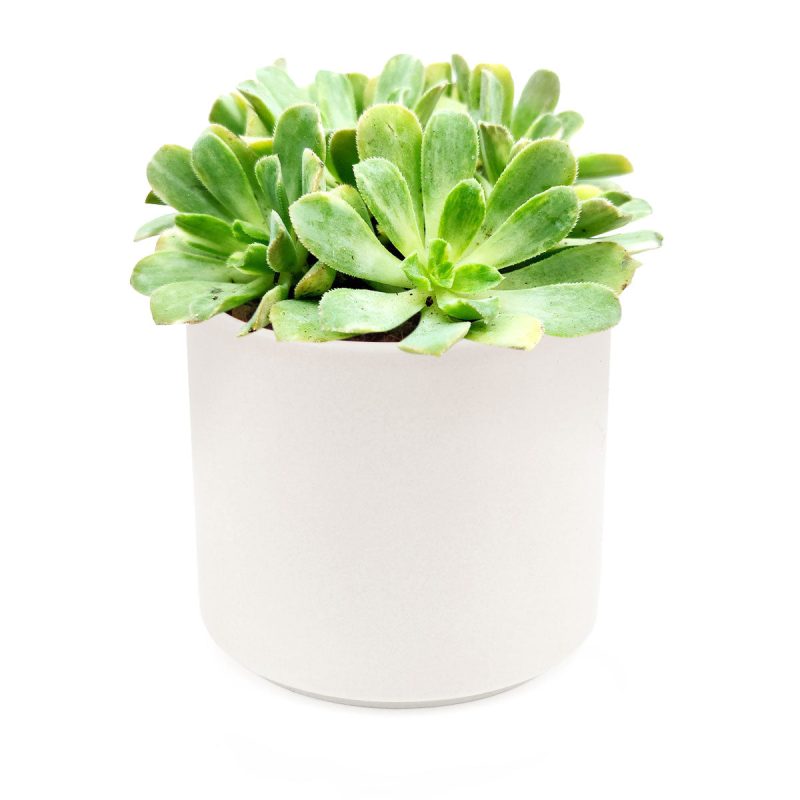 Aeonium Emerald Ice Bright Green Rosette Succulent for sale, How to grow and care for Aeonium Succulent Plant, Aeonium Emerald Ice Propagation, Premium Succulent Gift Box for any occasion, Aeonium Emerald Ice Succulent with care guide, Succulent & Cactus for sale