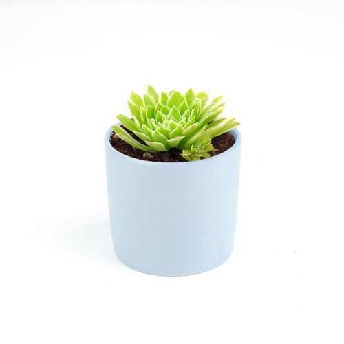 Aeonium Emerald Ice Bright Green Rosette Succulent for sale, How to grow and care for Aeonium Succulent Plant, Aeonium Emerald Ice Propagation, Premium Succulent Gift Box for any occasion, Aeonium Emerald Ice Succulent with care guide, Succulent & Cactus for sale