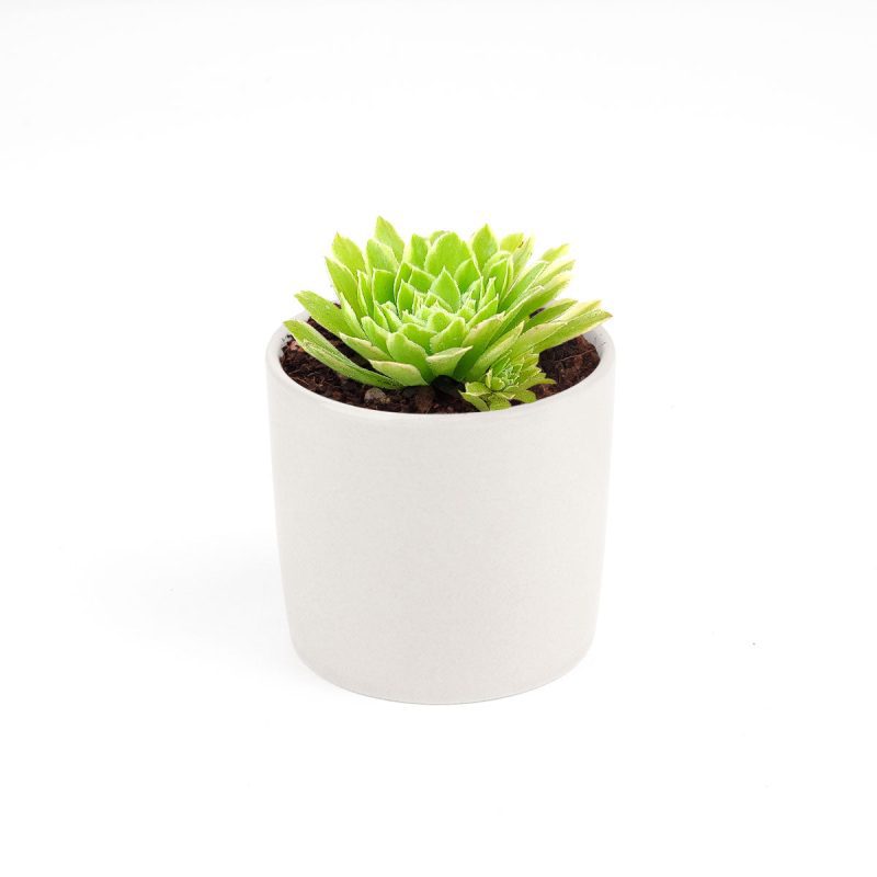 Aeonium Emerald Ice Bright Green Rosette Succulent for sale, How to grow and care for Aeonium Succulent Plant, Aeonium Emerald Ice Propagation, Premium Succulent Gift Box for any occasion, Aeonium Emerald Ice Succulent with care guide, Succulent & Cactus for sale