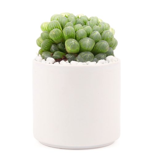 Succulent with Large Modern Cylinder Pot, Unique Succulent Gift Ideas, Succulent in ceramic pots, Succulent Decor Ideas, 4 inch succulent pots for sale, EcoFriendly Succulent Gift Box for Employee, Corporate Gift Succulents For Sale Online, Succulent Thank You Gift Ideas, Thank you gift for your staff in 2023, Customizable Gift Boxes for employees and clients, Office gift for employees, Employee appreciation day 2023 ideas, Succulent Plants for Clients & Employees for sale