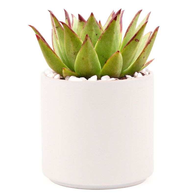 Succulent with Large Modern Cylinder Pot, Unique Succulent Gift Ideas, Succulent in ceramic pots, Succulent Decor Ideas, 4 inch succulent pots for sale, EcoFriendly Succulent Gift Box for Employee, Corporate Gift Succulents For Sale Online, Succulent Thank You Gift Ideas, Thank you gift for your staff in 2023, Customizable Gift Boxes for employees and clients, Office gift for employees, Employee appreciation day 2023 ideas, Succulent Plants for Clients & Employees for sale