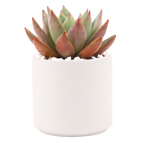 Succulent with Large Modern Cylinder Pot, Unique Succulent Gift Ideas, Succulent in ceramic pots, Succulent Decor Ideas, 4 inch succulent pots for sale, EcoFriendly Succulent Gift Box for Employee, Corporate Gift Succulents For Sale Online, Succulent Thank You Gift Ideas, Thank you gift for your staff in 2023, Customizable Gift Boxes for employees and clients, Office gift for employees, Employee appreciation day 2023 ideas, Succulent Plants for Clients & Employees for sale