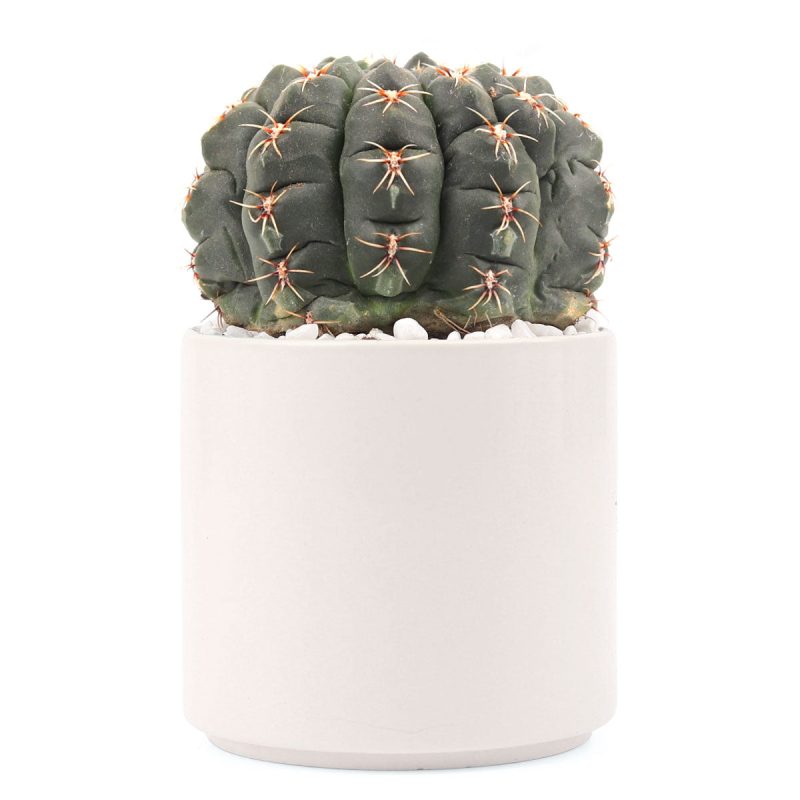 Succulent with Large Modern Cylinder Pot, Unique Succulent Gift Ideas, Succulent in ceramic pots, Succulent Decor Ideas, 4 inch succulent pots for sale, EcoFriendly Succulent Gift Box for Employee, Corporate Gift Succulents For Sale Online, Succulent Thank You Gift Ideas, Thank you gift for your staff in 2023, Customizable Gift Boxes for employees and clients, Office gift for employees, Employee appreciation day 2023 ideas, Succulent Plants for Clients & Employees for sale