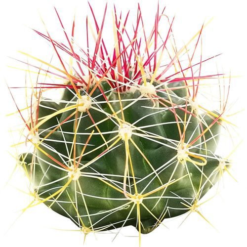 Ferocactus Hamatacanthus Cactus for sale, Britton and rose cactus, How to care for Ferocactus Hamatacanthus Cactus, Tips for growing Ferocactus Hamatacanthus Cactus, cactus, cactus succulent, succulent cactus, cacti, cactus and succulents, succulents box, succulent shop, buy succulents online