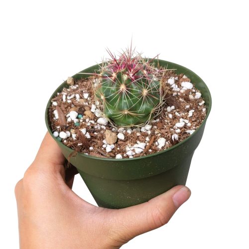 FEROCACTUSHAMATACANTHUSCACTUS1