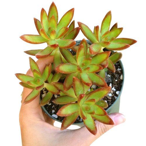 sedum fire storm, sedum adolphii, sedum firestorm, succulents garden, succulent plant, Succulents shop near me, succulent subscription, succulent care tips, succulent care guide, Succulents, succulent care, sedum fire storm in California, How to grow sedum fire storm