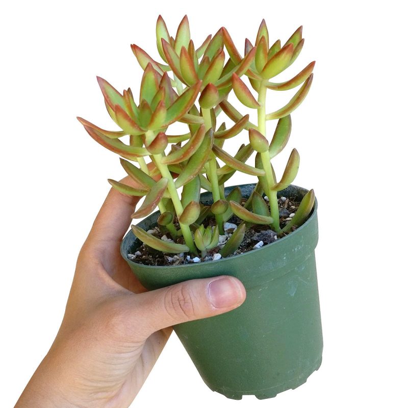 sedum fire storm, sedum adolphii, sedum firestorm, succulents garden, succulent plant, Succulents shop near me, succulent subscription, succulent care tips, succulent care guide, Succulents, succulent care, sedum fire storm in California, How to grow sedum fire storm