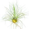 Tillandsia Filifolia air plant for sale, How to care for Tillandsia Filifolia air plant, air plant gift decor ideas, Growing Tillandsia Filifolia air plant