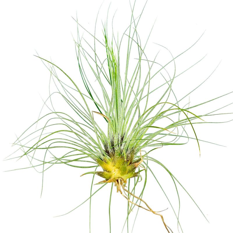 Tillandsia Filifolia air plant for sale, How to care for Tillandsia Filifolia air plant, air plant gift decor ideas, Growing Tillandsia Filifolia air plant