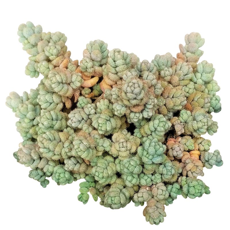 sedum dasyphyllum, fuzzy wuzzy sedum, Succulents shop near me, succulent care tips, indoor succulents, how to grow succulents, succulents store in CA, succulents shop in California, Succulents, succulent plant, sedum dasyphyllum in California, How to grow sedum dasyphyllum