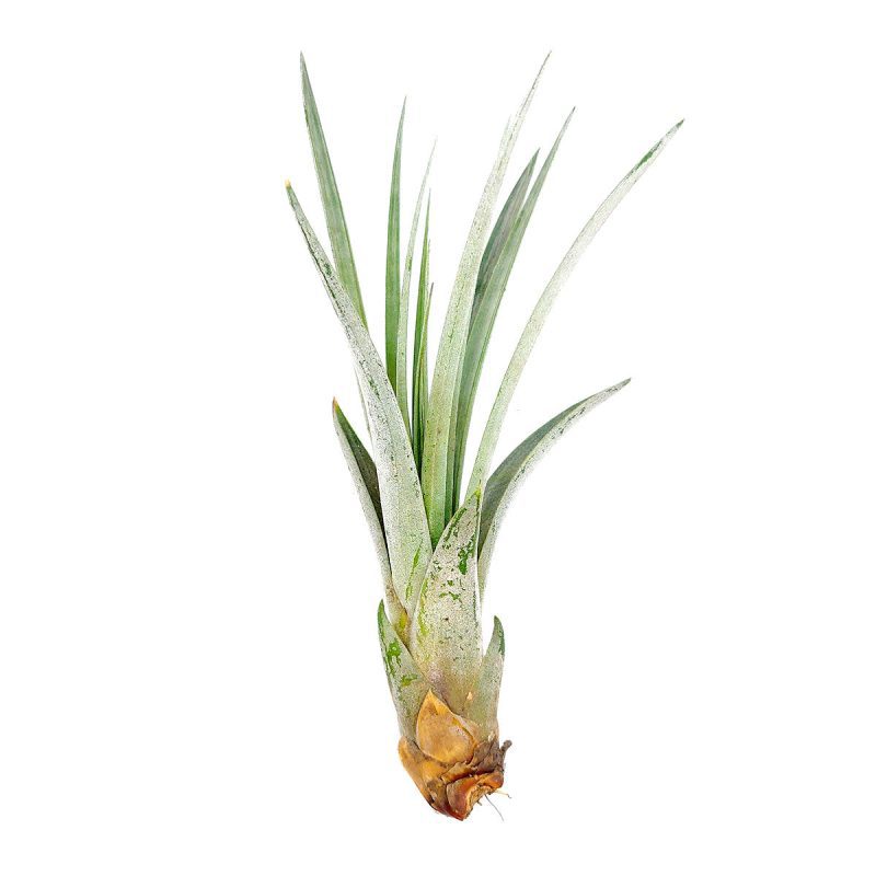 Tillandsia Fasciculata Air Plant for sale, unique air plant gift decor ideas, How to care for Tillandsia Fasciculata, Tillandsia Fasciculata Air Plant with care guide, Giant Air Plant, Cardinal Air Plant