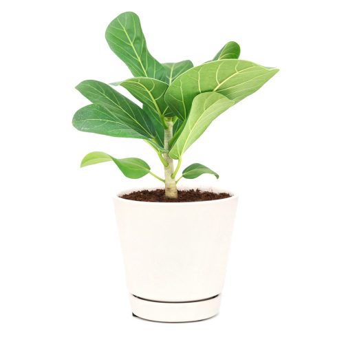 Ficus Audrey, buy Ficus Audrey online, how to care for Ficus Audrey, Fiddle Leaf Fig, air-purifying houseplants, Ficus Audrey for sale, where to buy Ficus Audrey, best for beginners houseplant, tips to grow Ficus Audrey