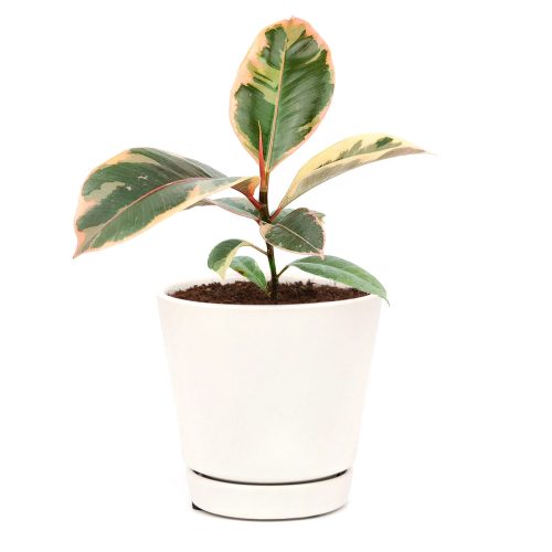 Ficus Elastica Ruby Pink Rubber Tree Delivery, Easy to care houseplant for beginner, Best Feng Shui Plants for your home office, ficus houseplant with minimalist pot with saucer