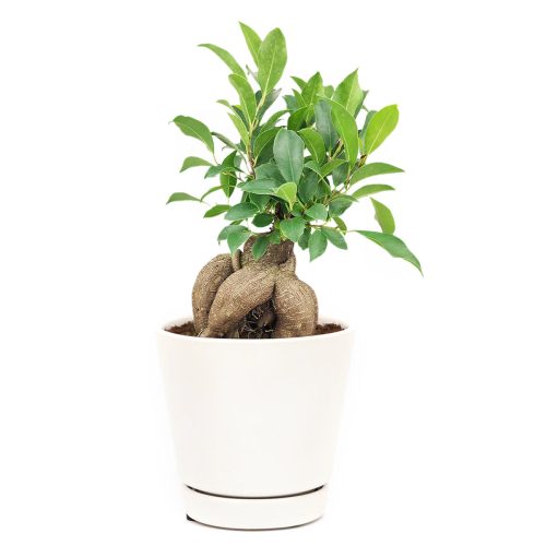 Ficus Ginseng sale online, houseplant decor ideas, Ficus Ginseng, buy Ficus Ginseng online, live 8 inch Ficus Ginseng in plastic pot