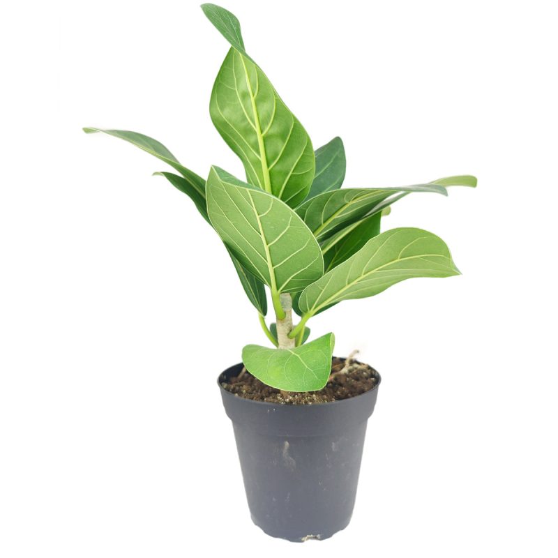 FicusAudrey3