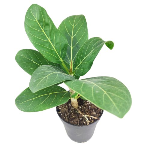 FicusAudrey aec2c307 4cf3 4327 a2bb 4c72a0d3a96e