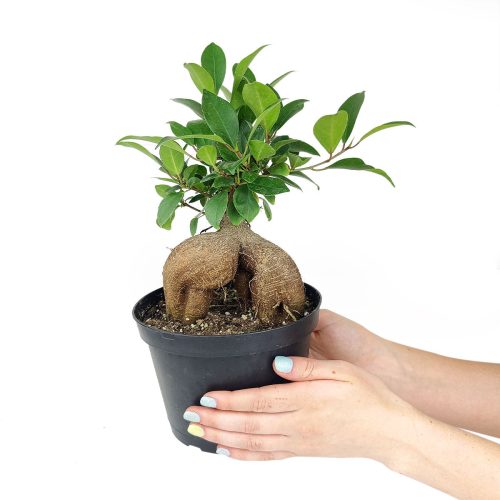 live plant gifts, live 6 inch green Ficus Ginseng in growing pot, houseplant gift ideas, buy Ficus Ginseng online, best place to buy indoor plants near me