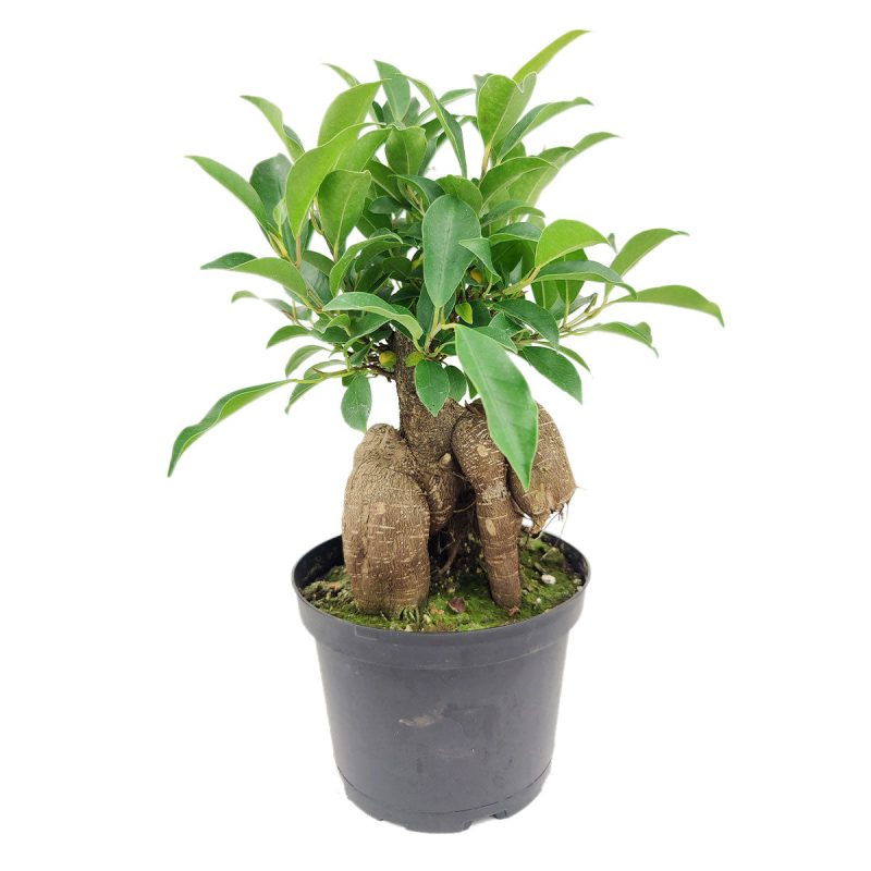 FicusGinseng 8 38.45