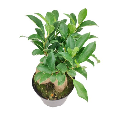 FicusGinseng 8 38.45 1