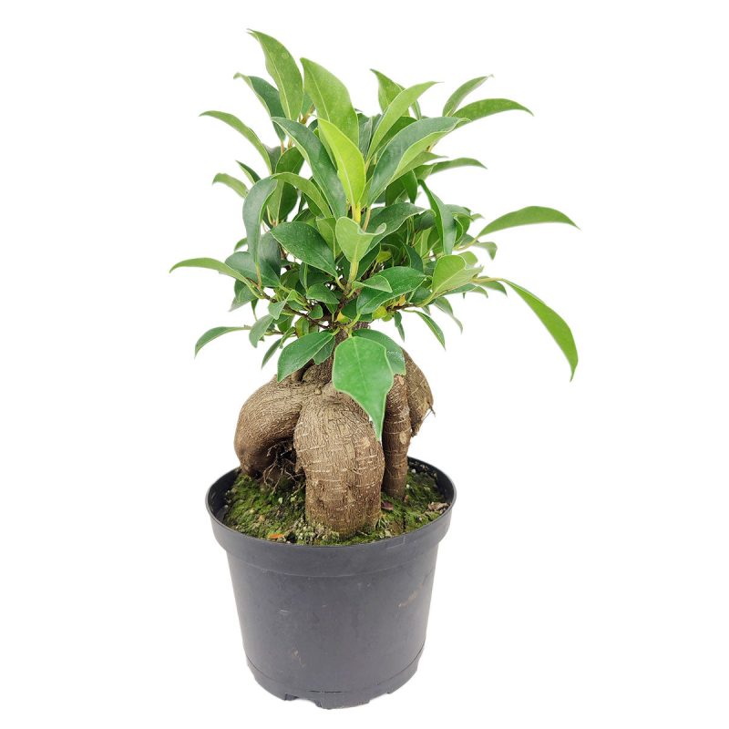 FicusGinseng 8 38.45 2