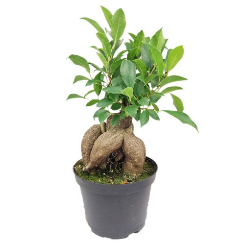 FicusGinseng 8 38.45 3