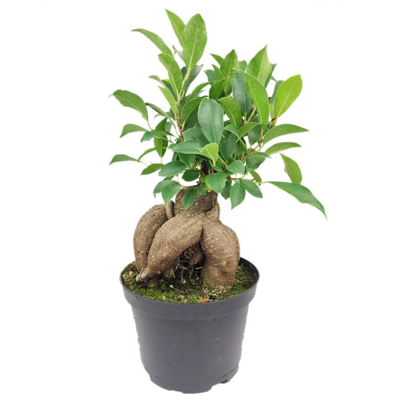 FicusGinseng 8 38.45 3