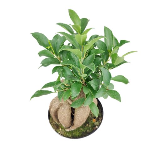 FicusGinseng 8 38.45 4