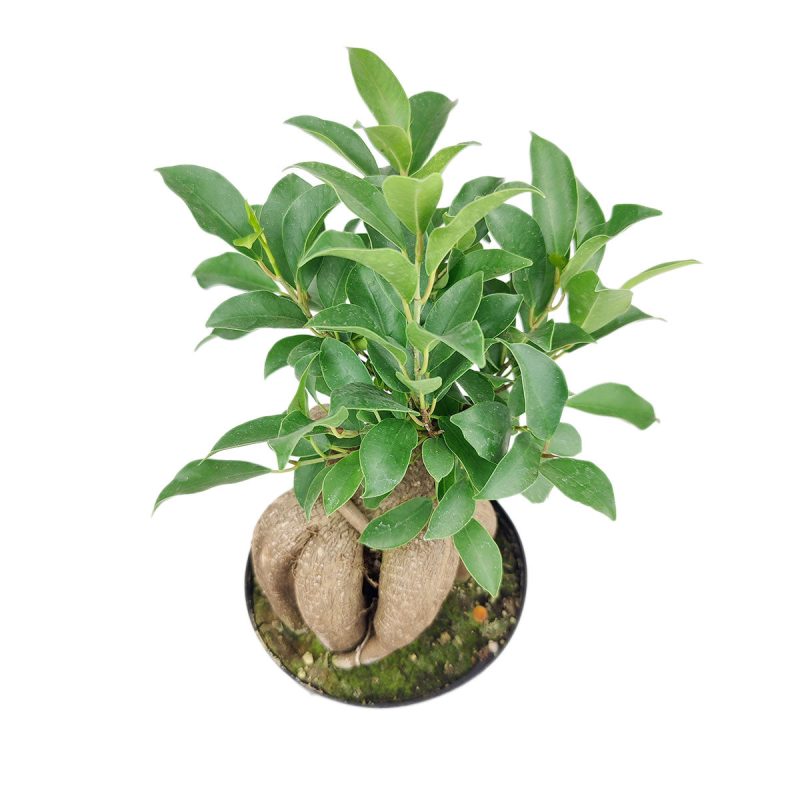 FicusGinseng 8 38.45 4