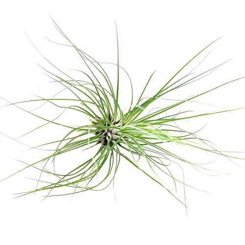 Filifolia1