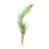 Tillandsia Funckiana air plant for sale, How to care for Tillandsia Funckiana air plant, air plant gift decor ideas, Growing Tillandsia Funckiana air plant, rare air plant