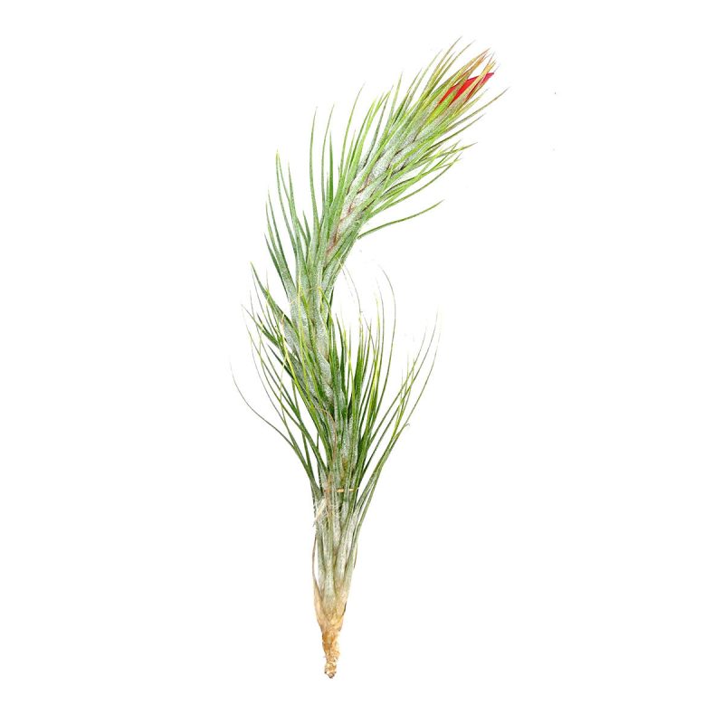 Tillandsia Funckiana air plant for sale, How to care for Tillandsia Funckiana air plant, air plant gift decor ideas, Growing Tillandsia Funckiana air plant, rare air plant